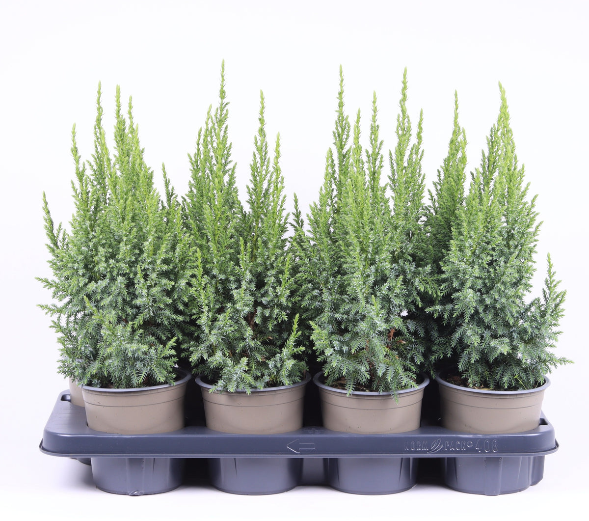 Juniperus pingii Loderi 35cm 13cm Pot