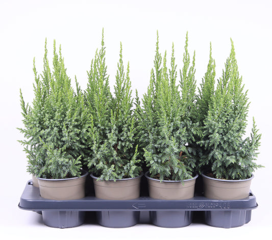 Juniperus pingii Loderi 35cm 13cm Pot