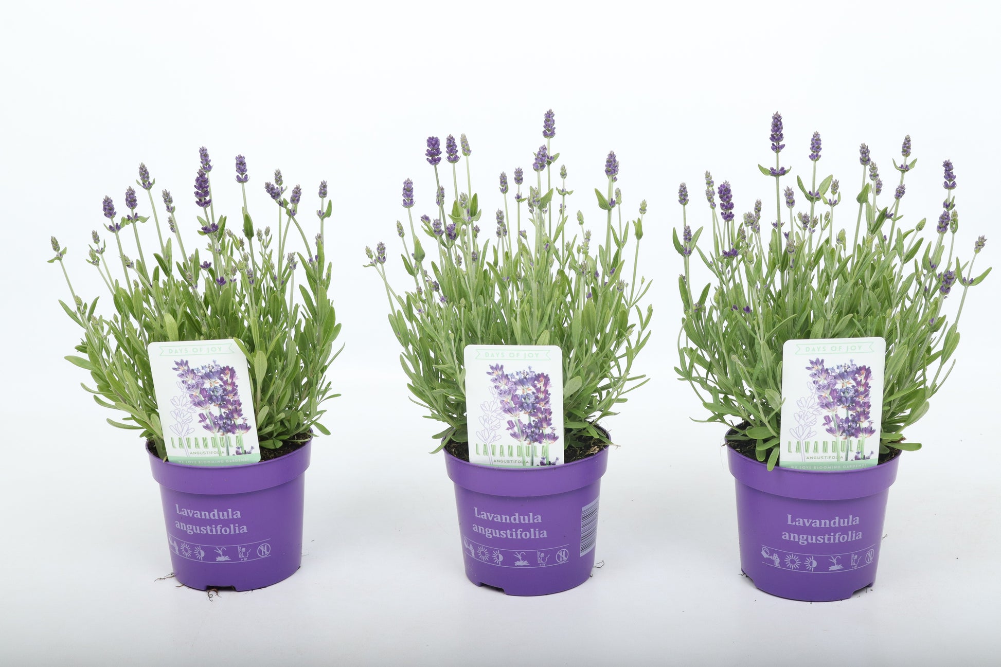 Lavandula ang. Ardeche Blue 25cm 13cm Pot
