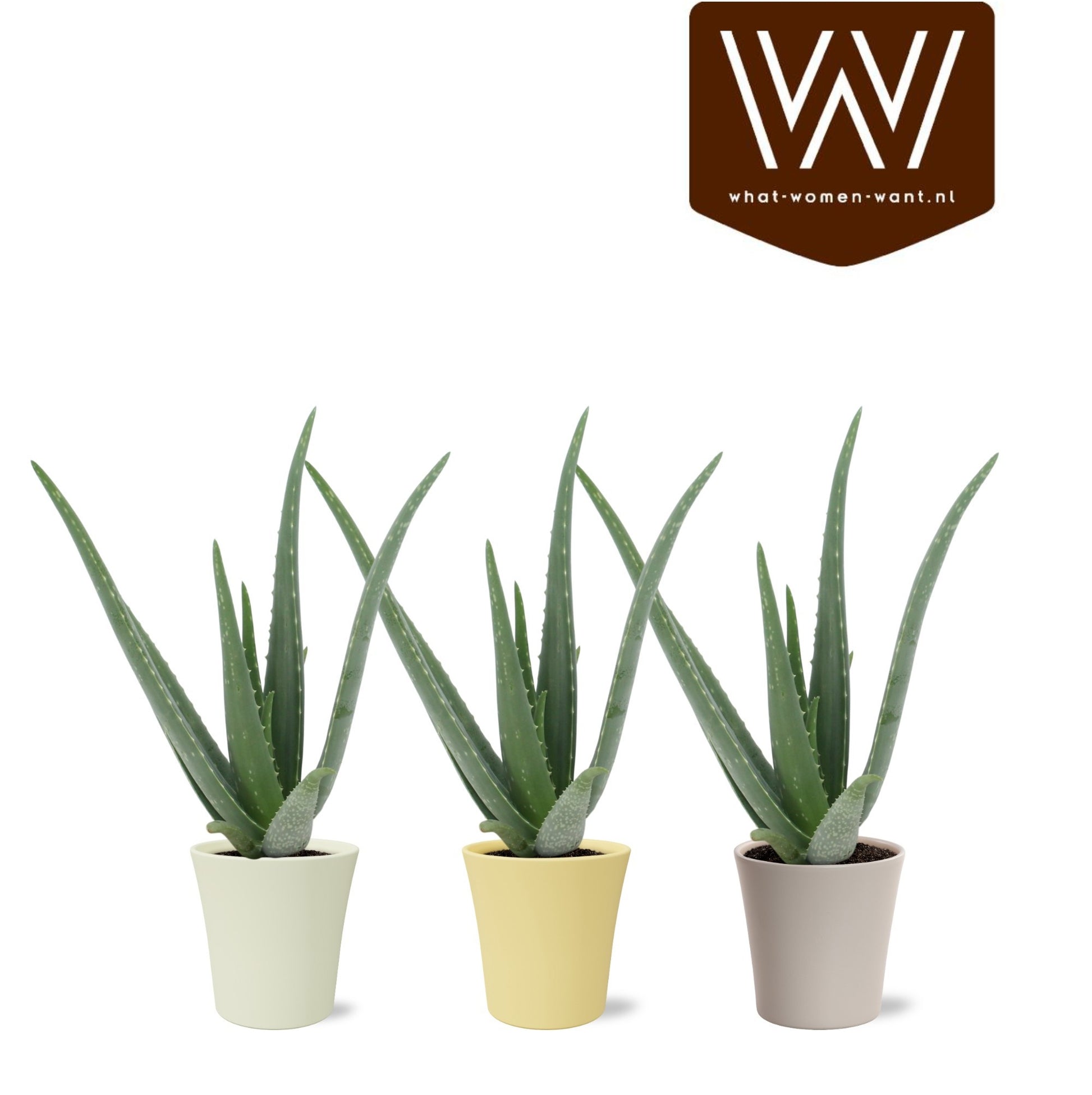 Aloe vera 40cm 13cm Pot