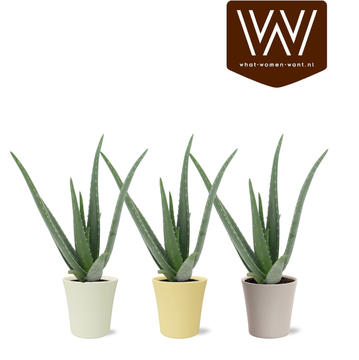 Aloe vera 40cm 13cm Pot