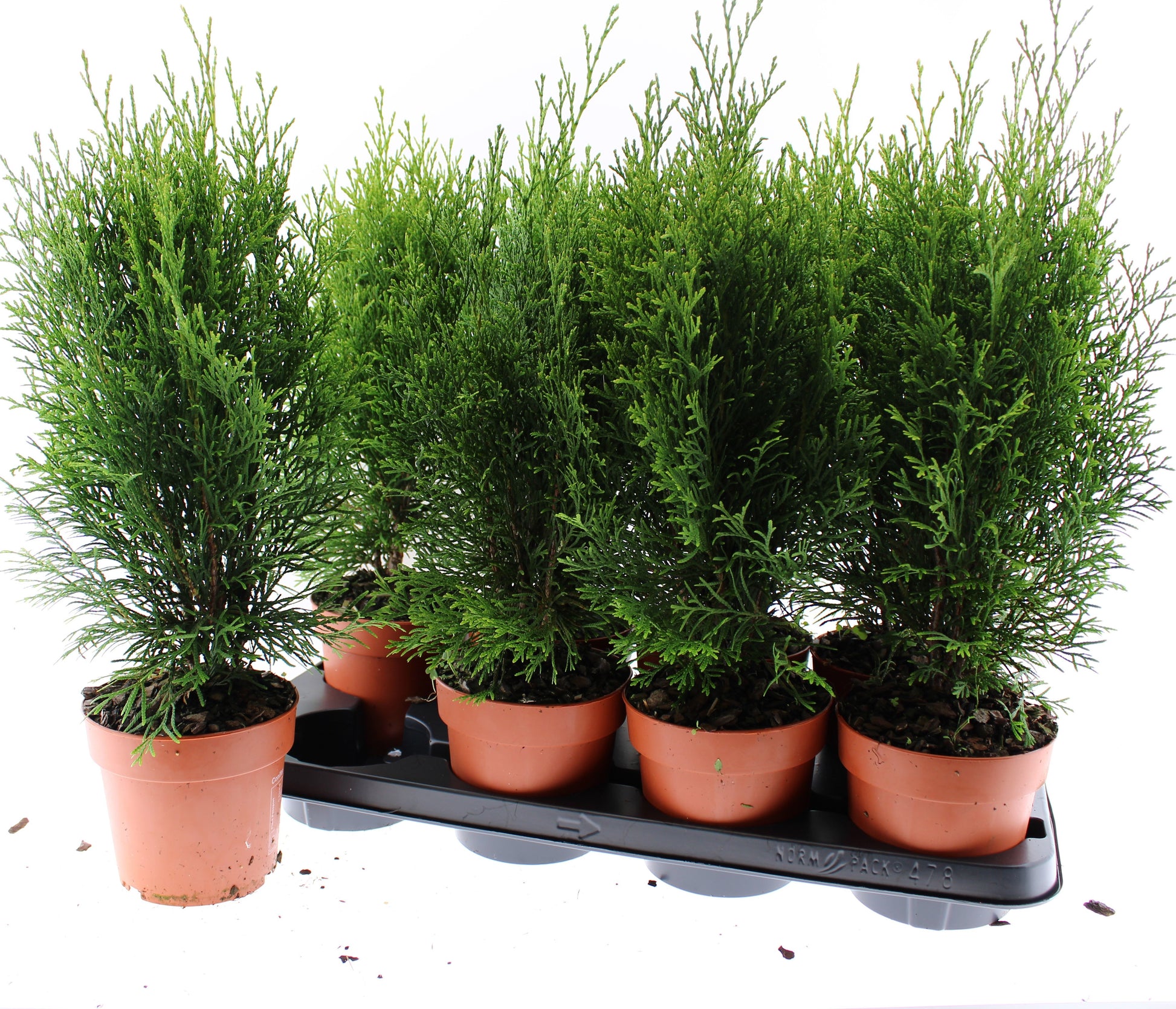 Thuja occidentalis Smaragd 45cm 13cm Pot