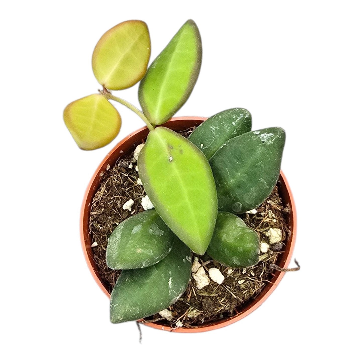 Hoya burtoniae 7cm Pot