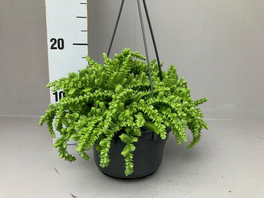Crassula hybrid 20cm 14cm Pot