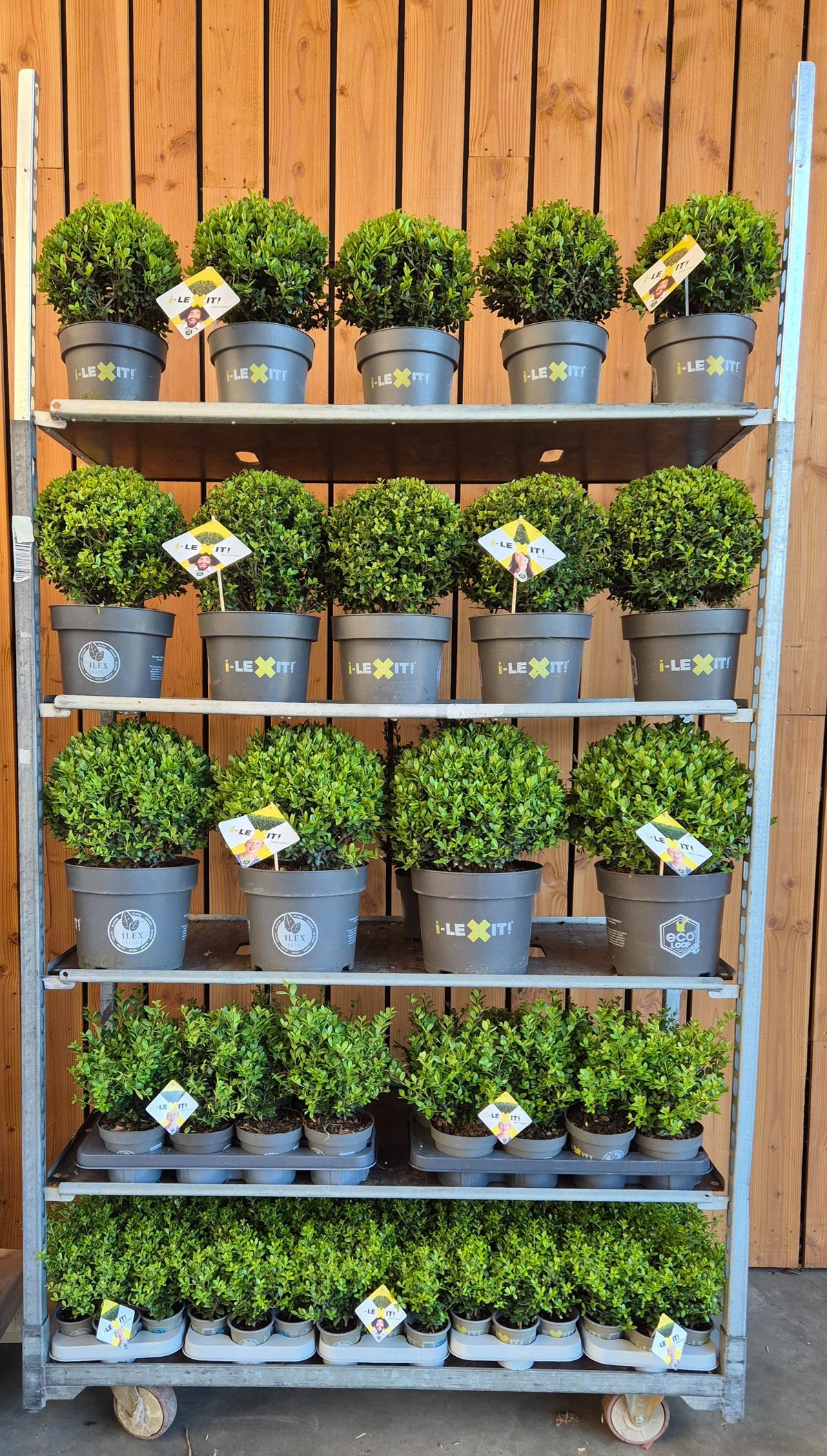 Ilex crenata Dark Green 998cm 998cm Pot