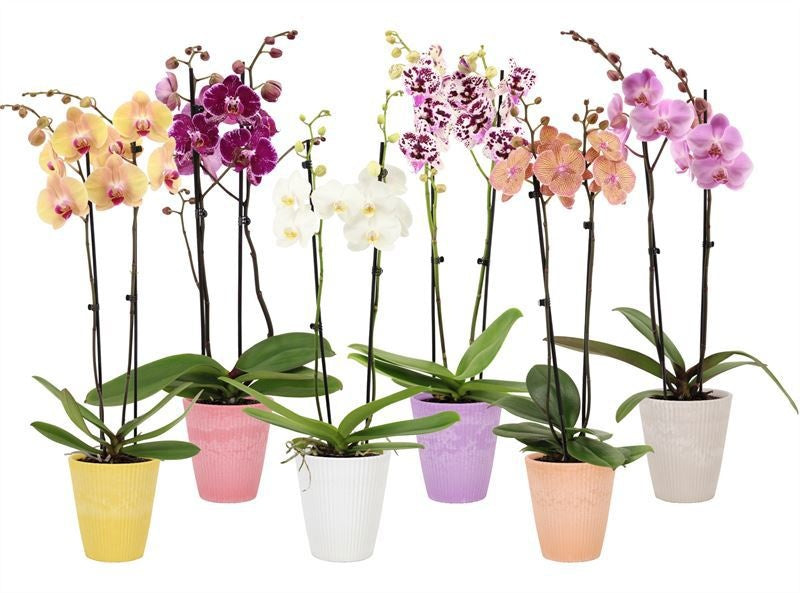Phalaenopsis mix 55cm 12cm Pot