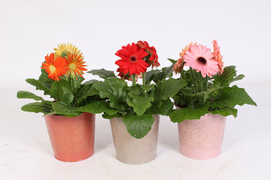 Gerbera mix 20cm 12cm Pot