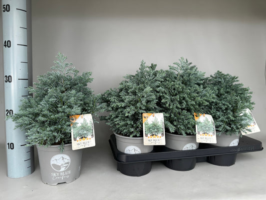 Chamaecyparis Sky Blue 30cm 15cm Pot