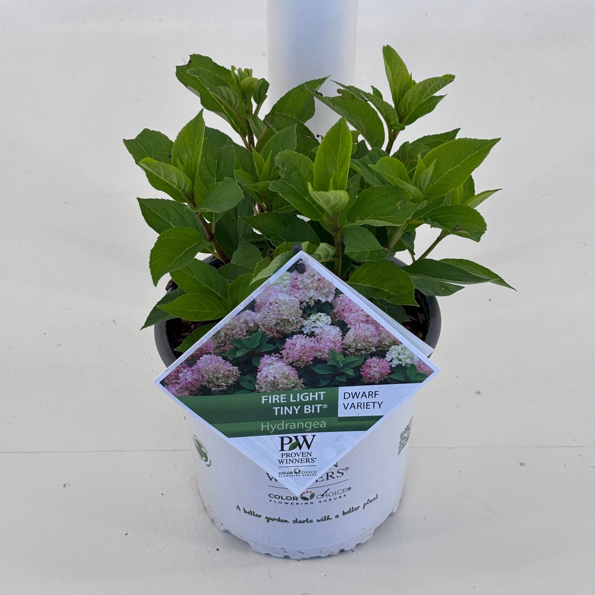Hydrangea pan. Firelight Tiny Bit 25cm 19cm Pot