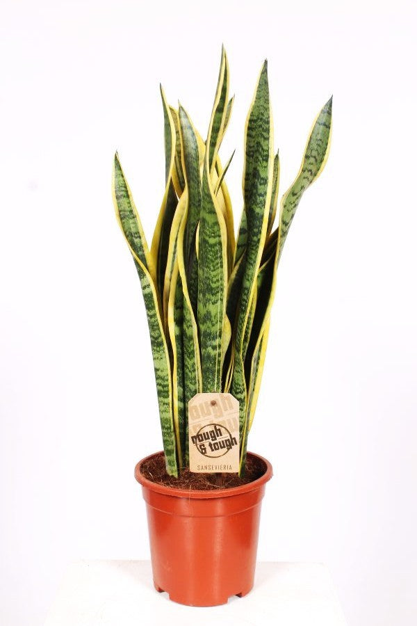 Sansevieria Laurentii 65cm 17cm Pot