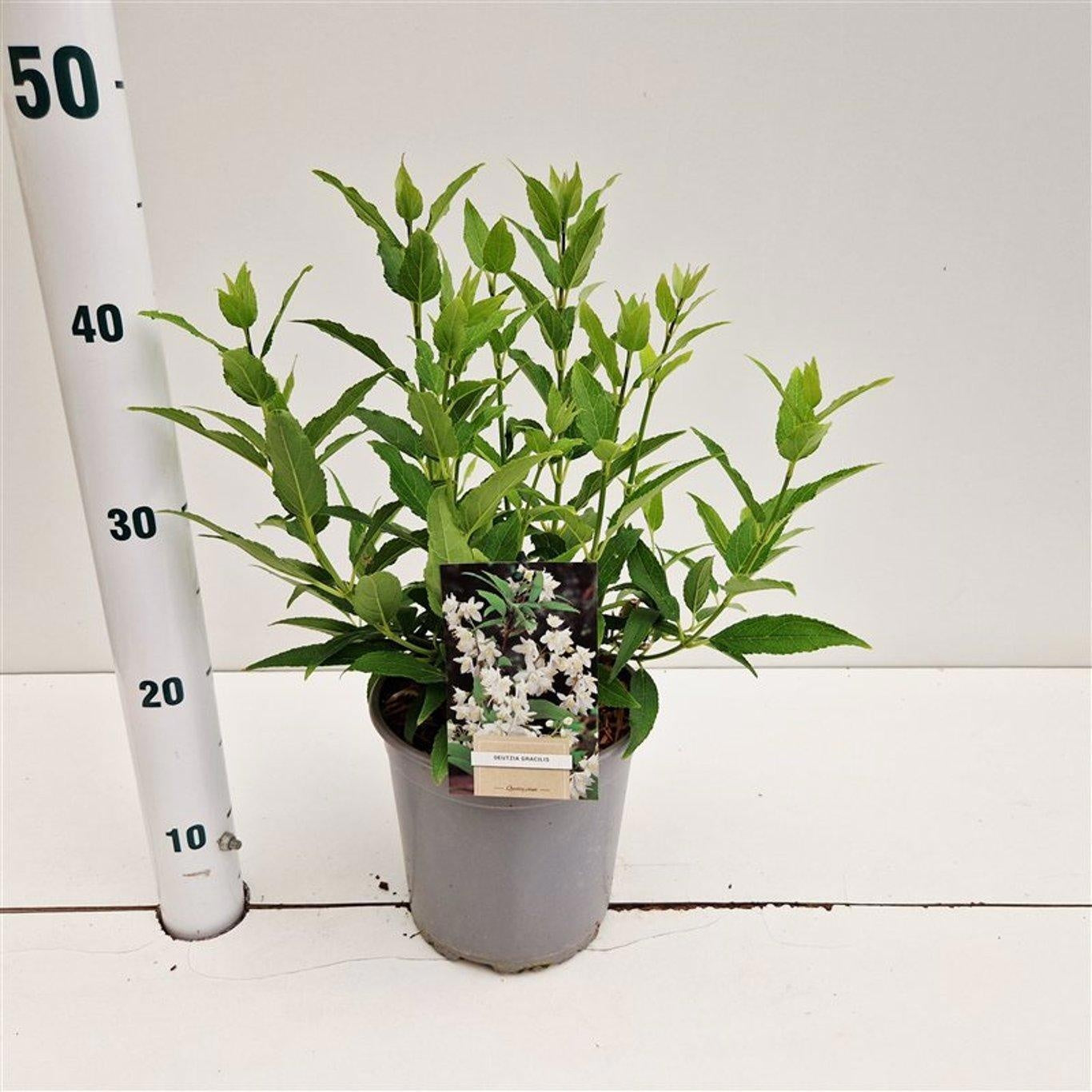 Deutzia gracilis 25cm 17cm Pot