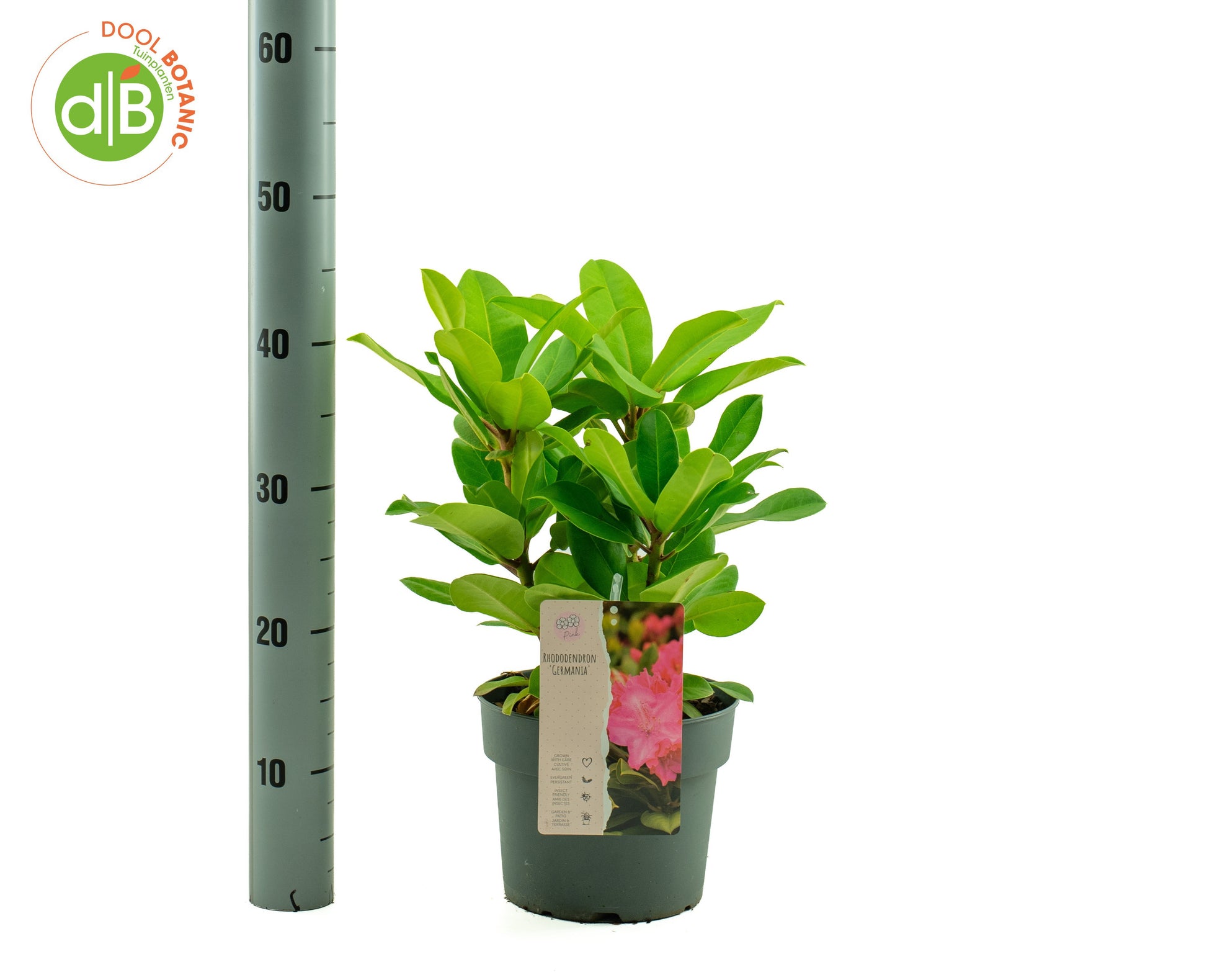 Rhododendron Germania 45cm 19cm Pot