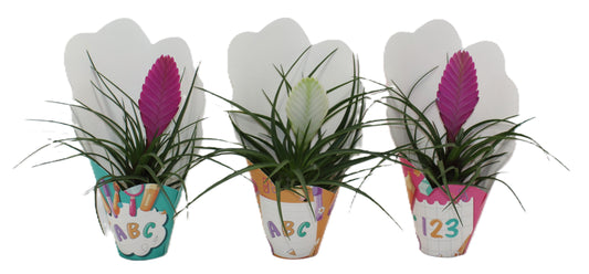 Tillandsia mix 30cm 9cm Pot