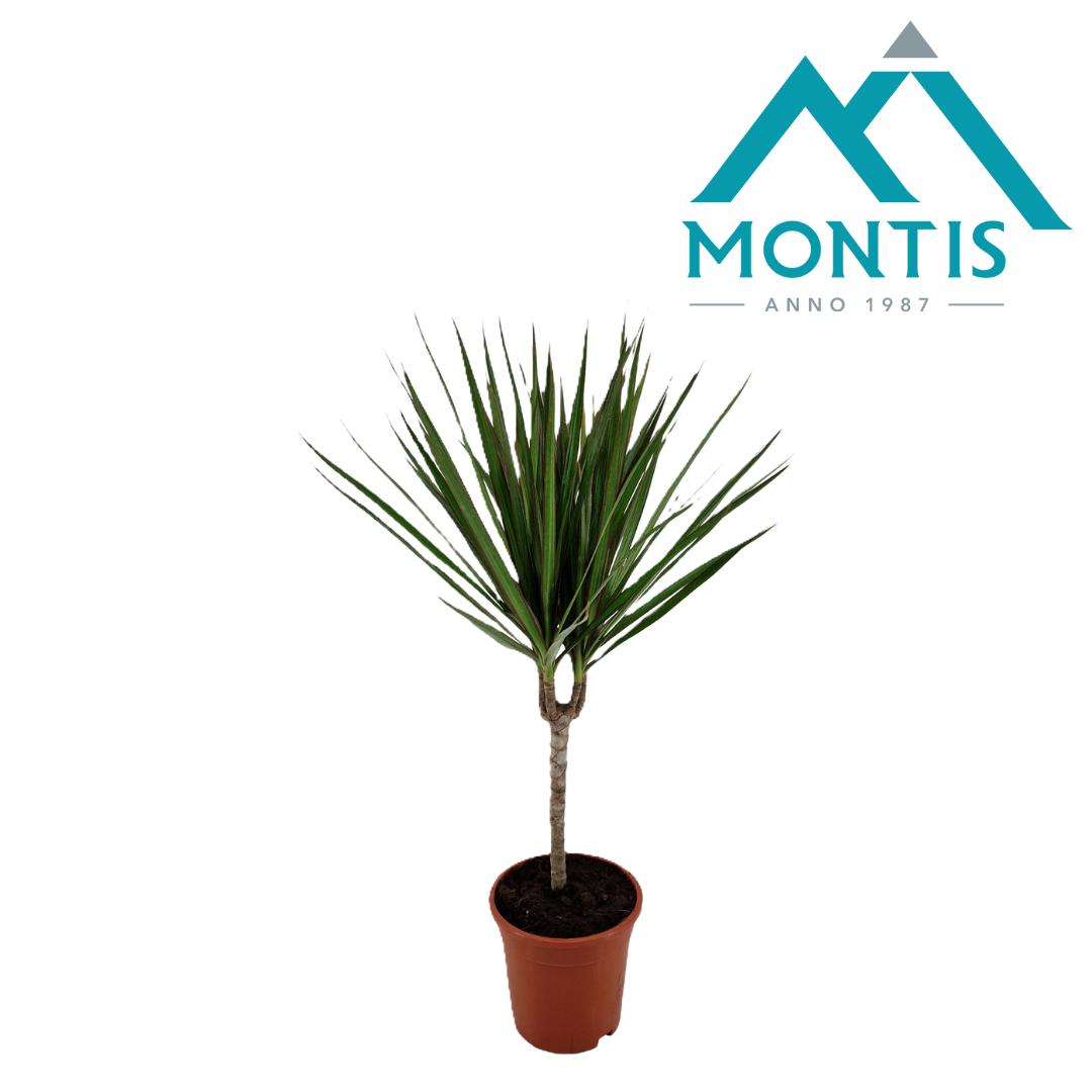 Montis-Zuidplas BV Dracaena marginata Pack of 6