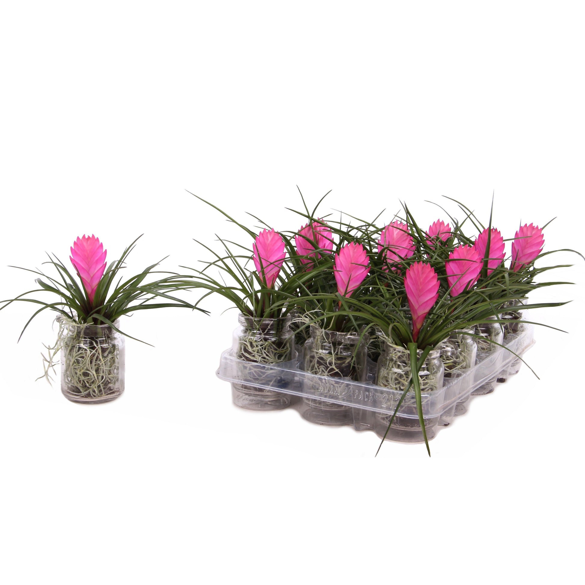 Tillandsia cyanea 20cm 7cm Pot