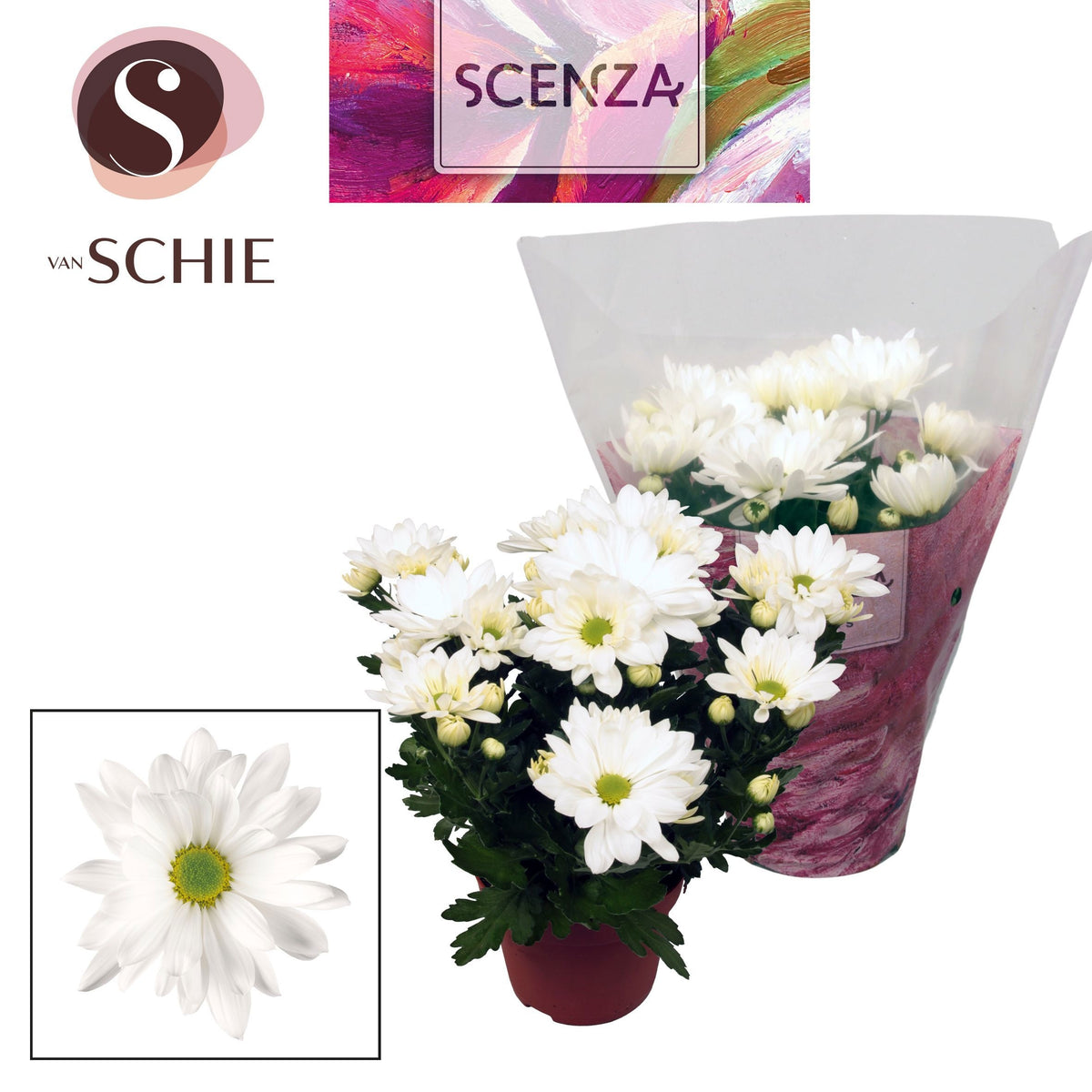 Chrysanthemum Breeze White 25cm 13cm Pot