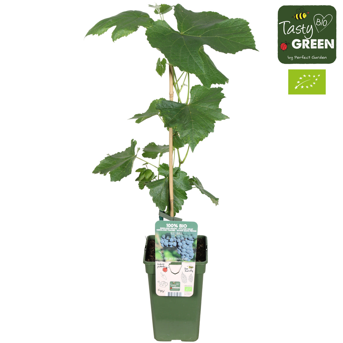Vitis Attika (Grape) 50cm 19cm Pot