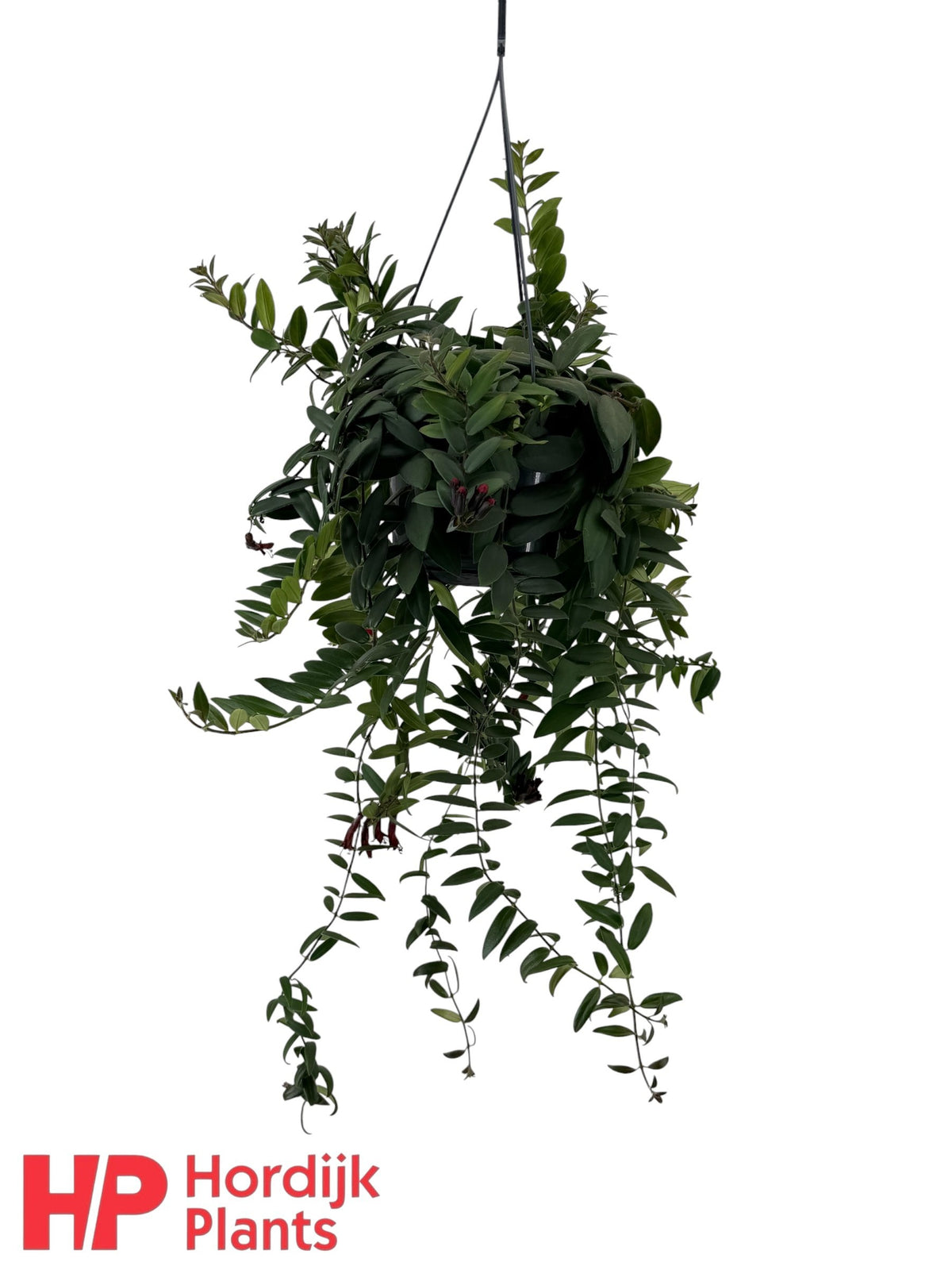 Aeschynanthus Caro Improved Hanging Basket 40cm 15cm Pot