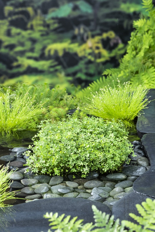 Waterplkw R. Moerings Waterplants mix Pack of 10