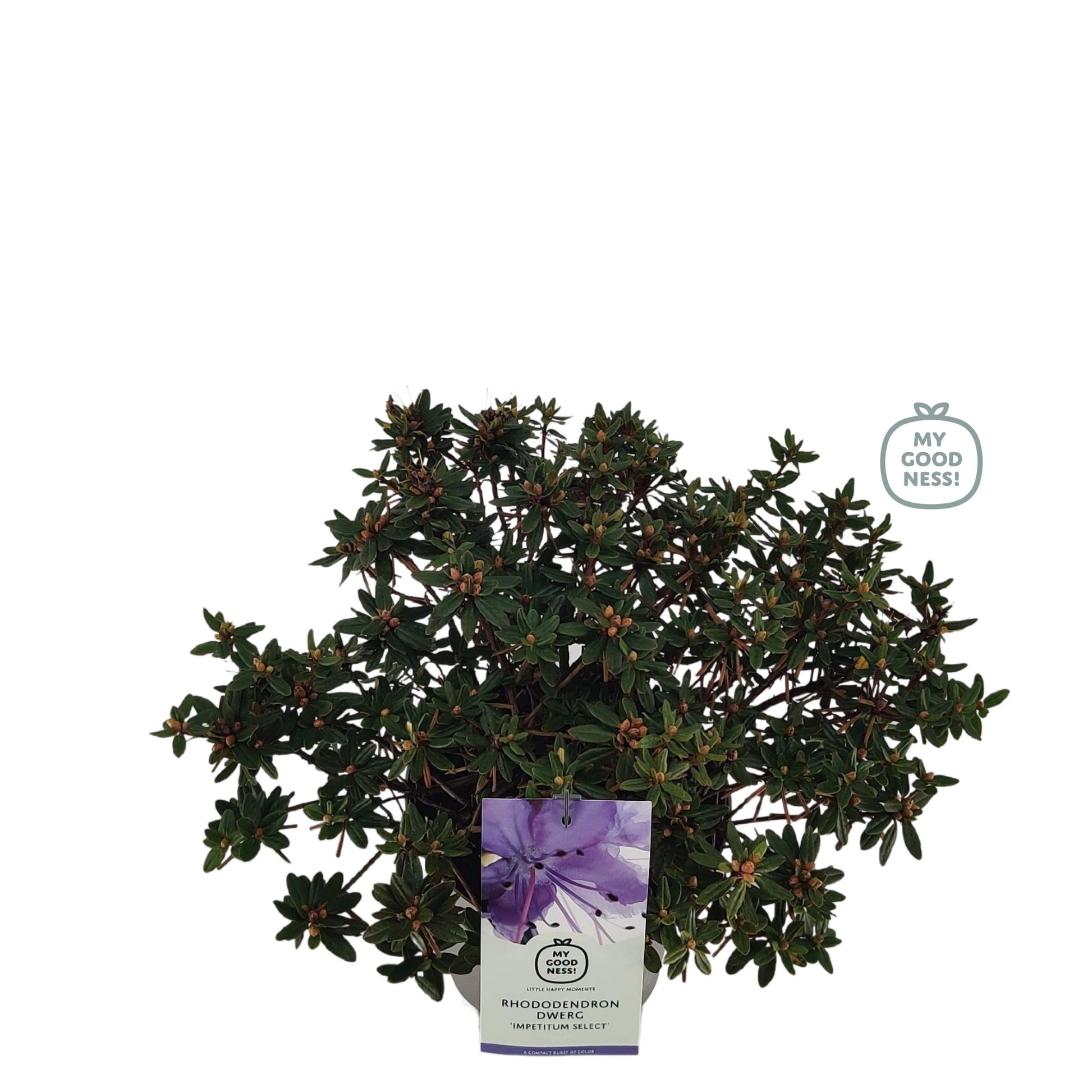 Leybaert BVBA Rhododendron impeditum Pack of 1
