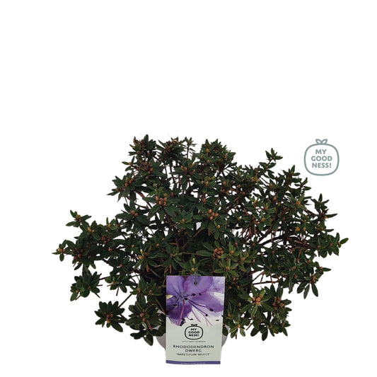 Leybaert BVBA Rhododendron impeditum Pack of 1