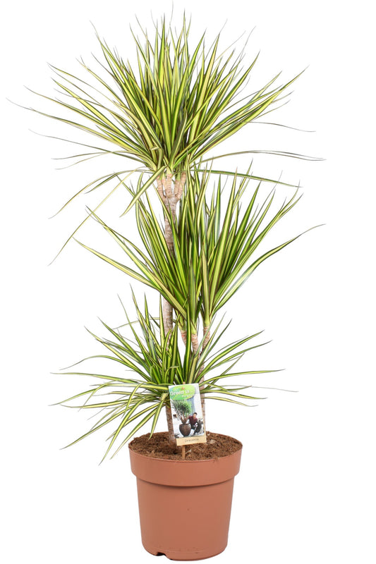 Vireo-Hedera plant BV Dracaena Sunray Pack of 1