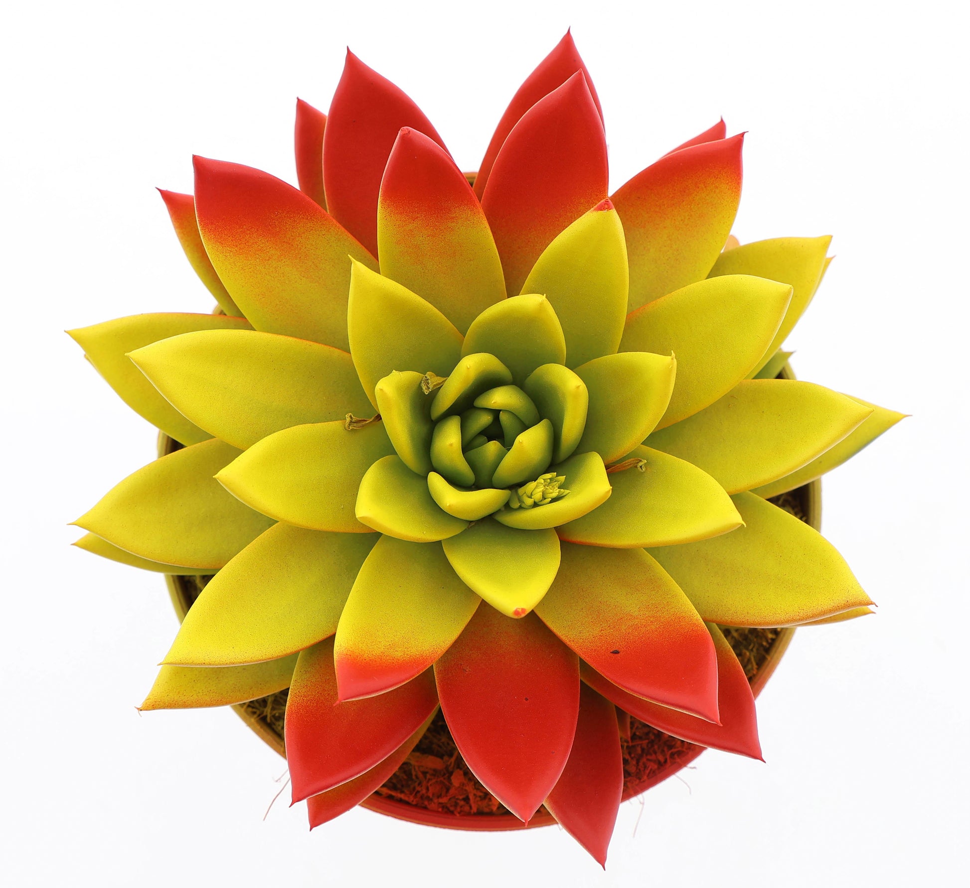 Rainbow Spain 18cm 15cm Pot