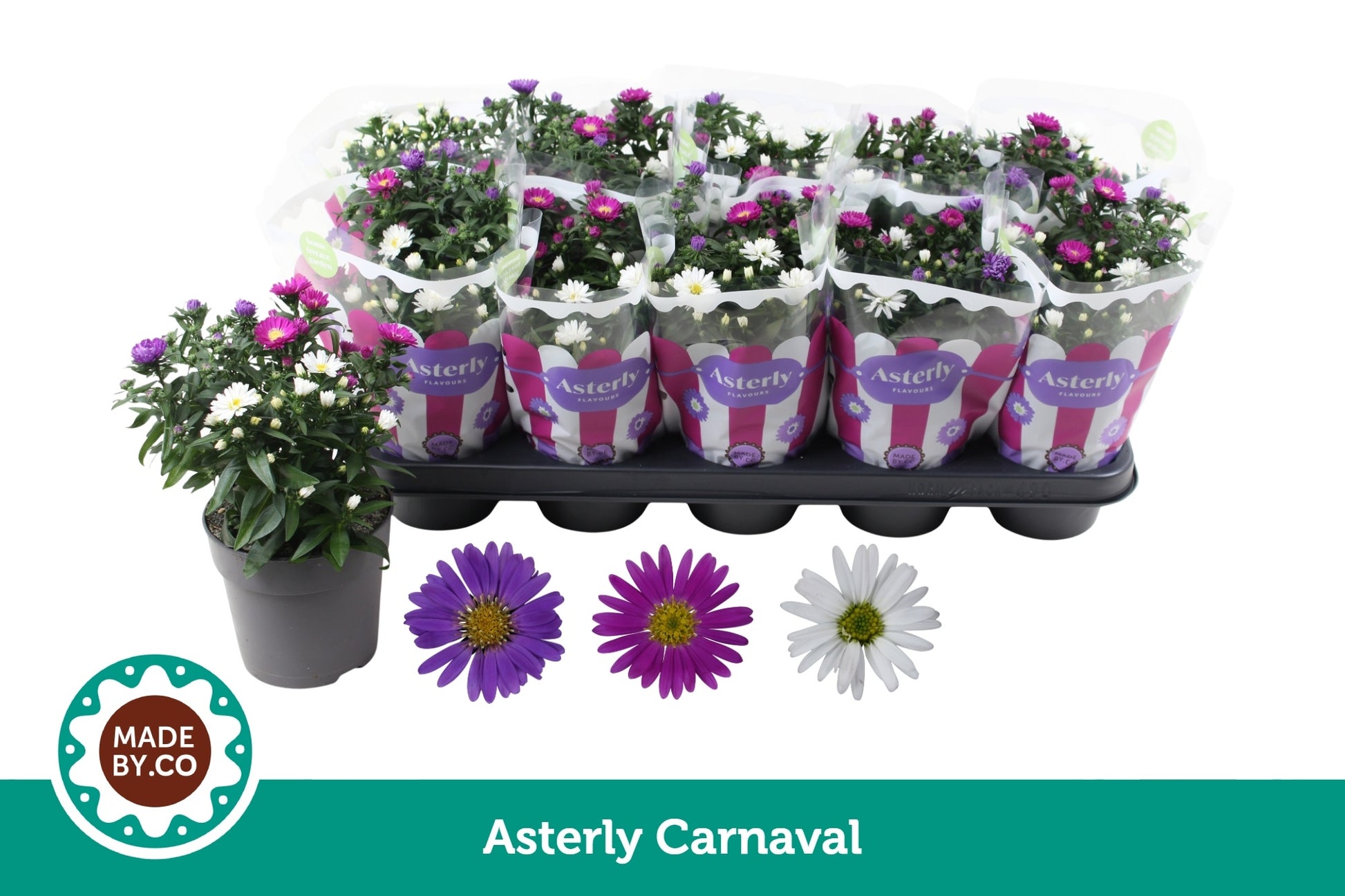 SV.CO Aster nb. Starletta mix Pack of 10