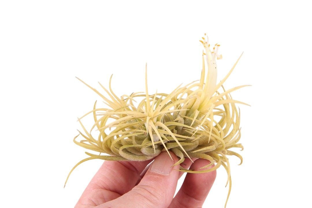 Tillandsia ionantha 15cm 999cm Pot