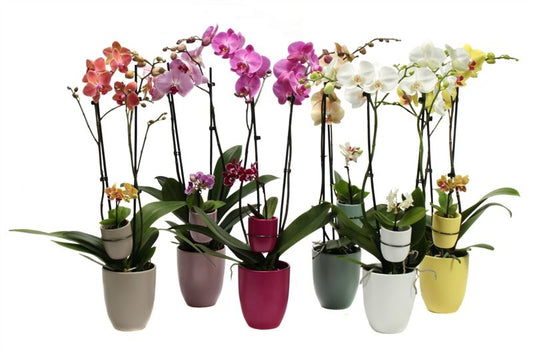 Phalaenopsis mix 60cm 12cm Pot