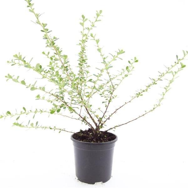 Escallonia Donard Seedling 25cm 14cm Pot