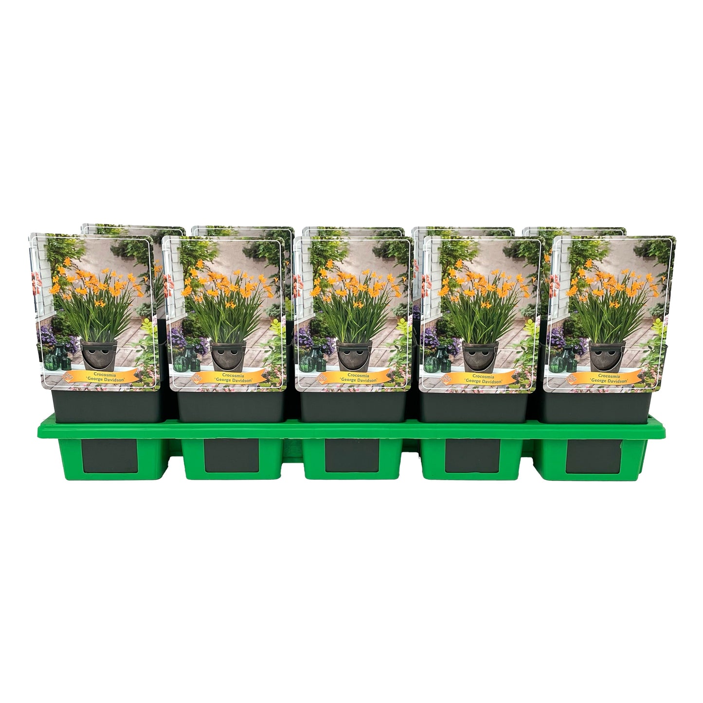 Crocosmia George Davidson 25cm 11cm Pot