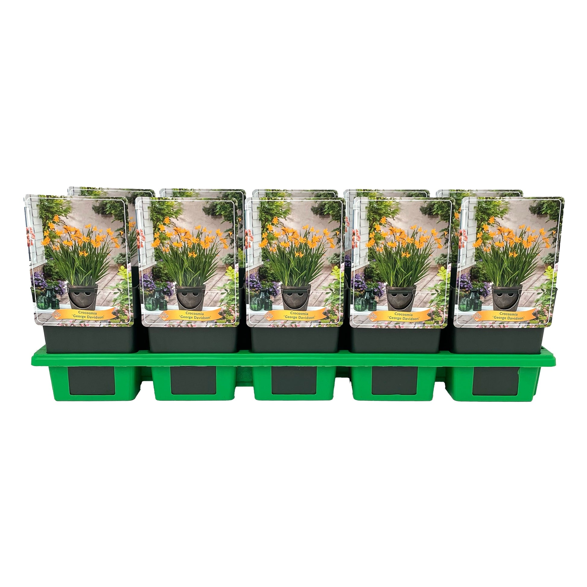 Crocosmia George Davidson 25cm 11cm Pot