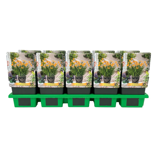 Crocosmia George Davidson 25cm 11cm Pot