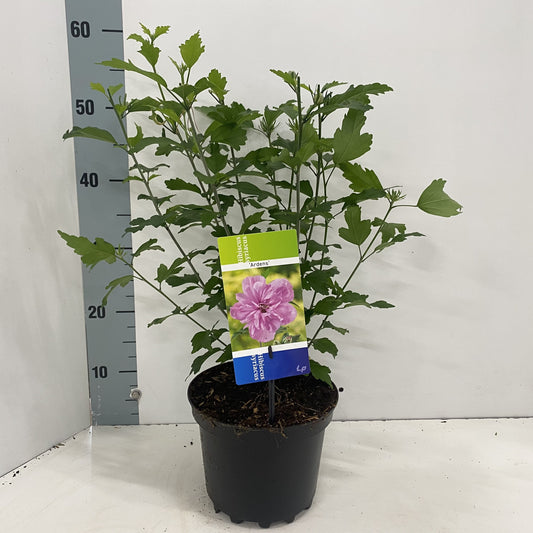 Hibiscus syriacus Ardens 50cm 19cm Pot