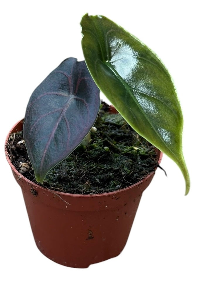 Alocasia amazonica 12cm 8cm Pot