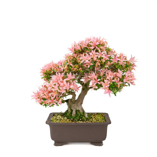 Bonsai Metasequoia Forest 40cm 26cm Pot