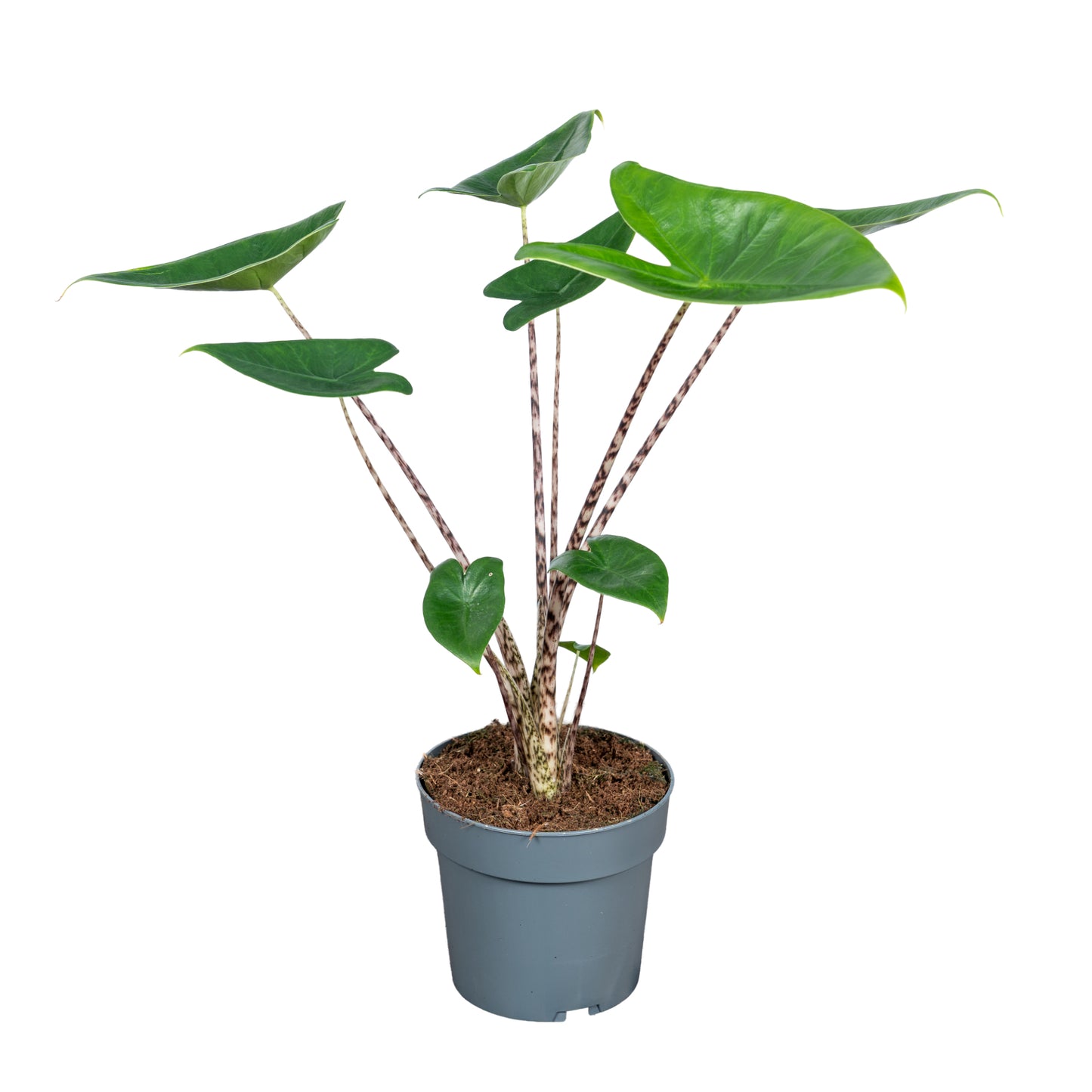 Ichtus Plants Alocasia Zebrina Pack of 8