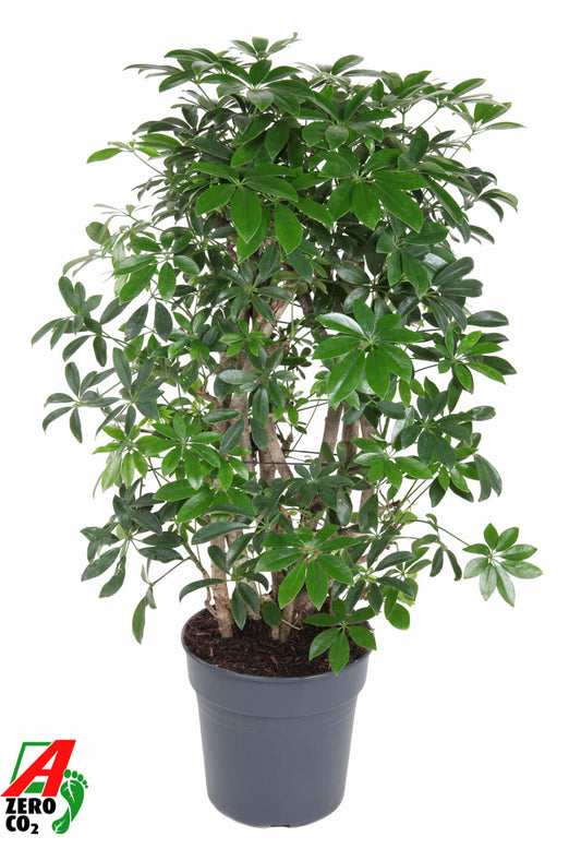 Schefflera Compacta 100cm 27cm Pot