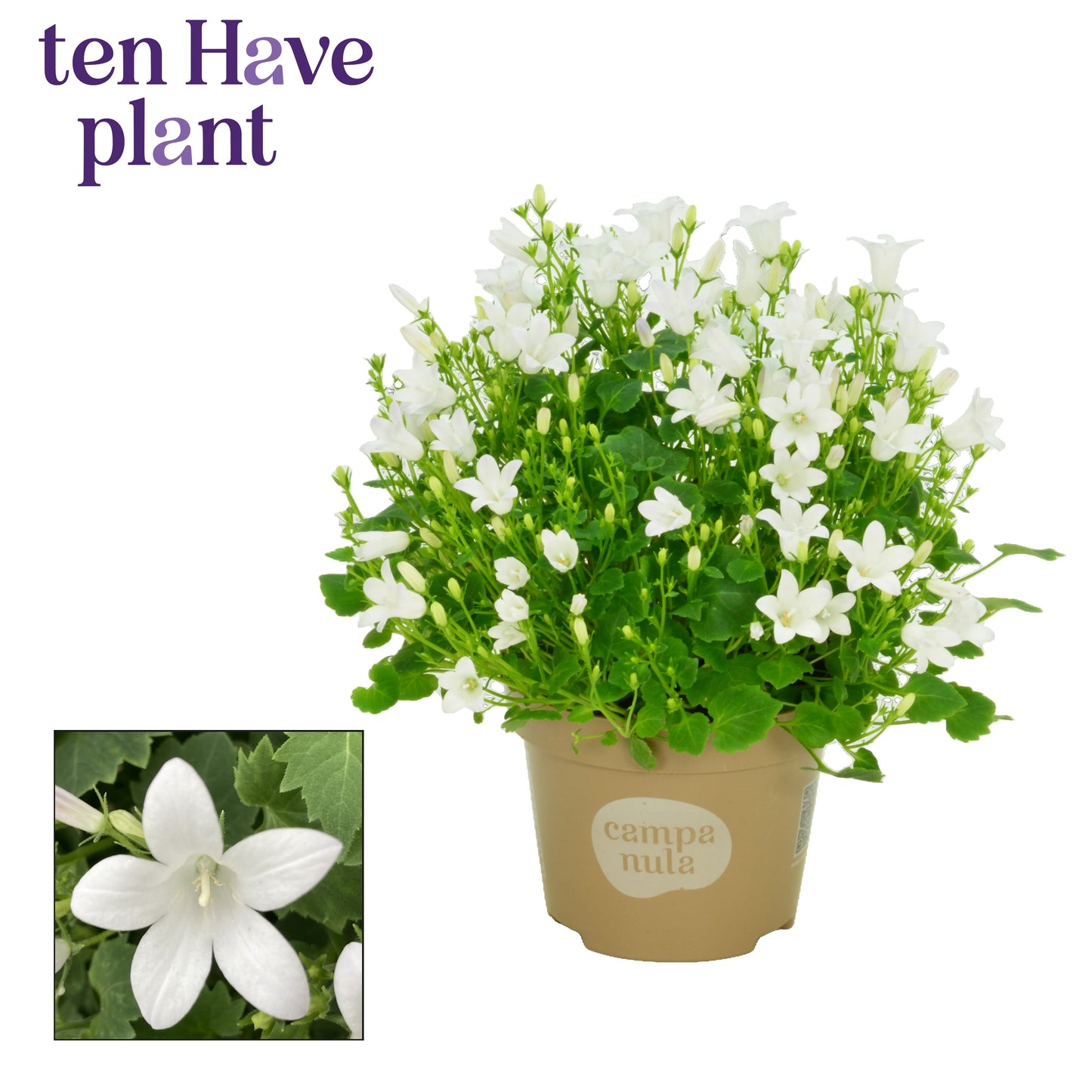 Campanula Porto White 17cm 11cm Pot