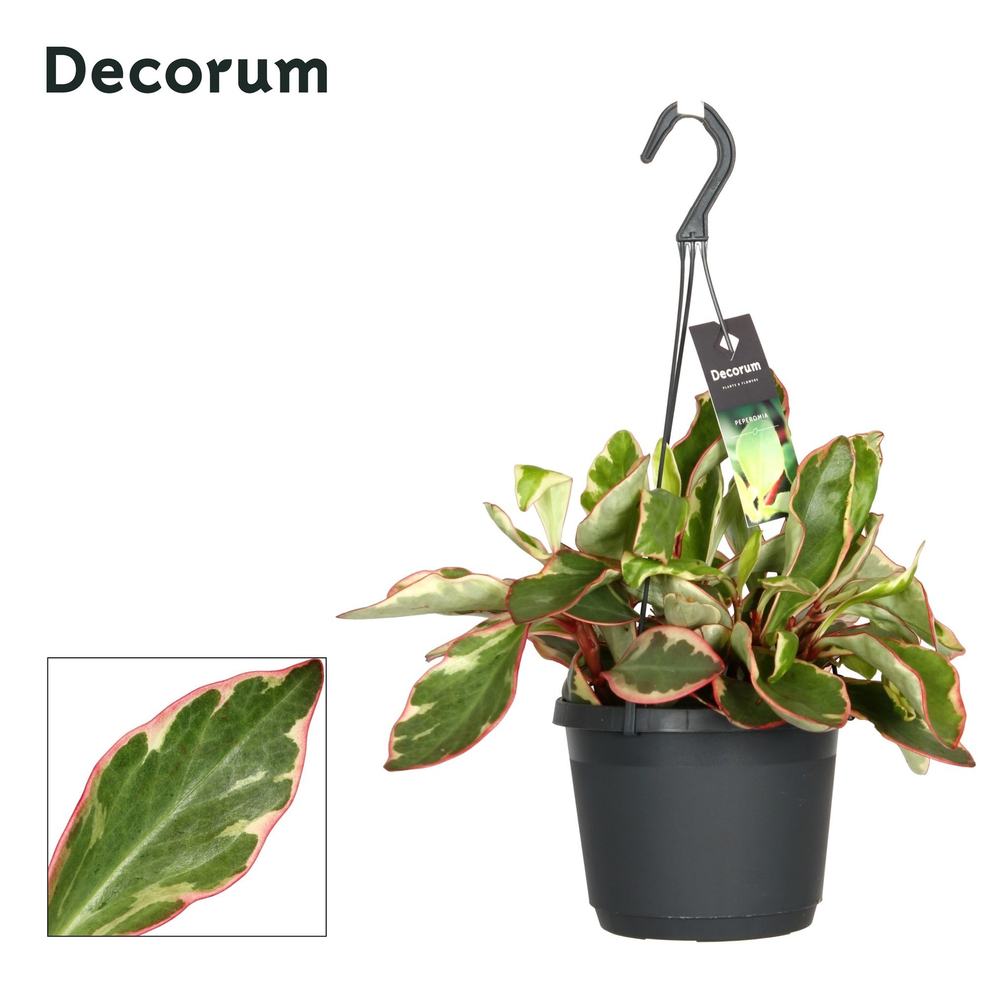Hillplant BV Peperomia clus. Jellie Pack of 6