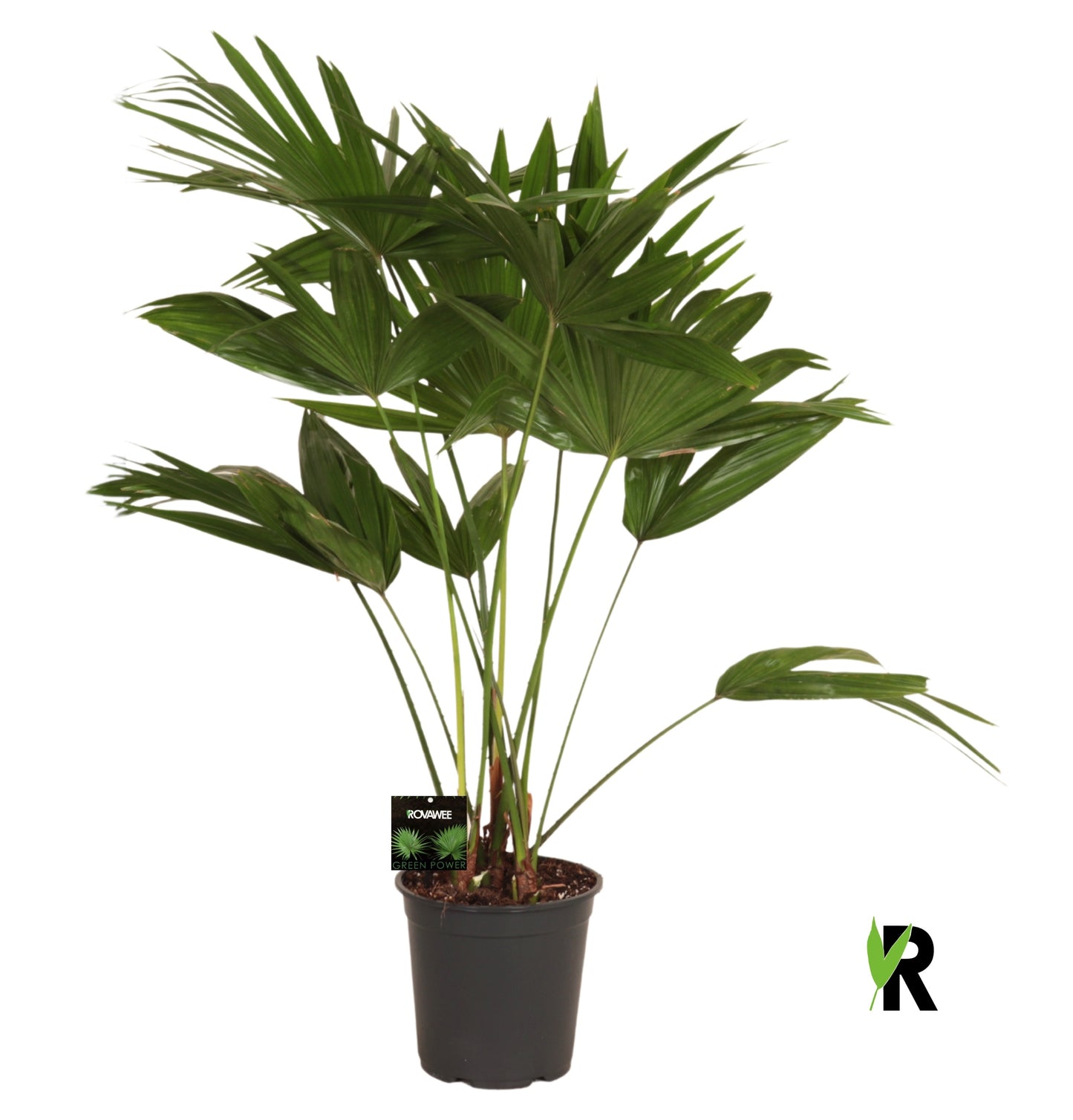Rovawee BV Carludovica palmata Pack of 1