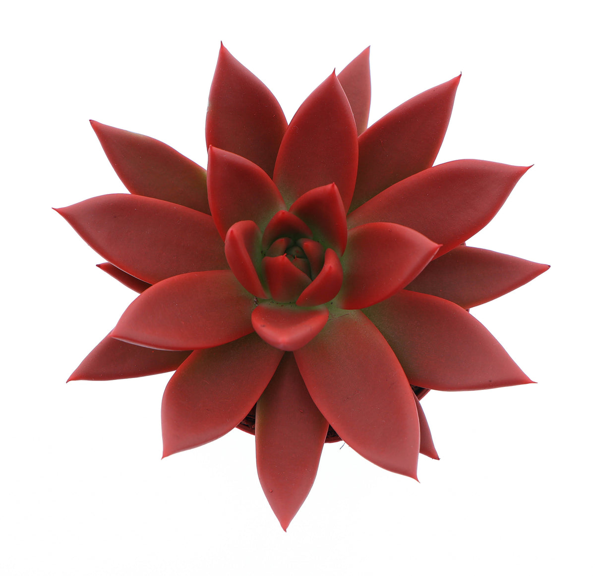 Rainbow red 10cm 8.5cm Pot