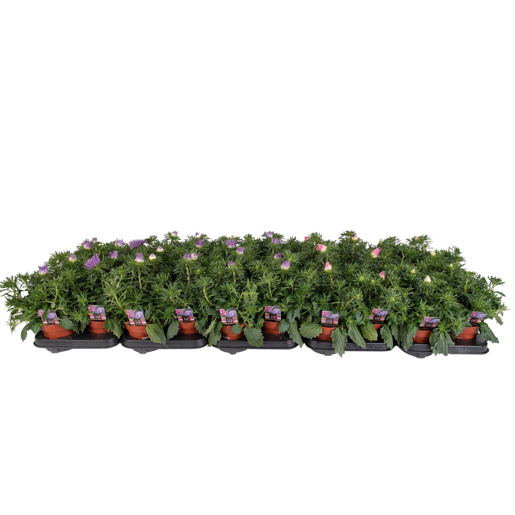 Callistephus 25cm 12cm Pot