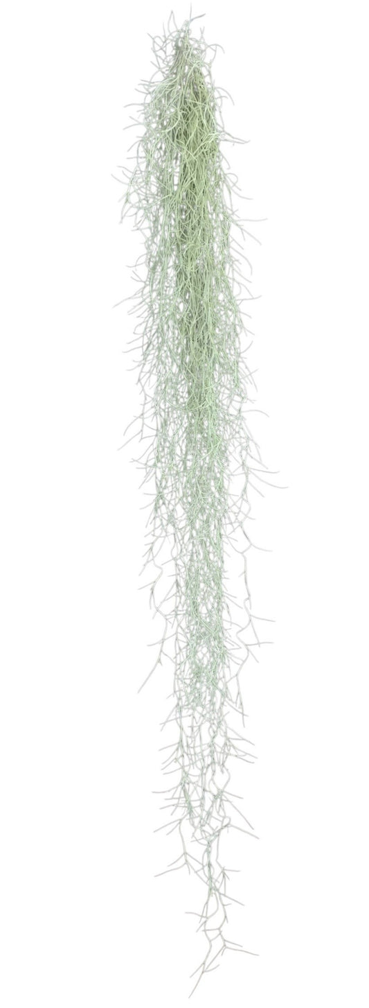 Tillandsia usneoides 100cm 10cm Pot