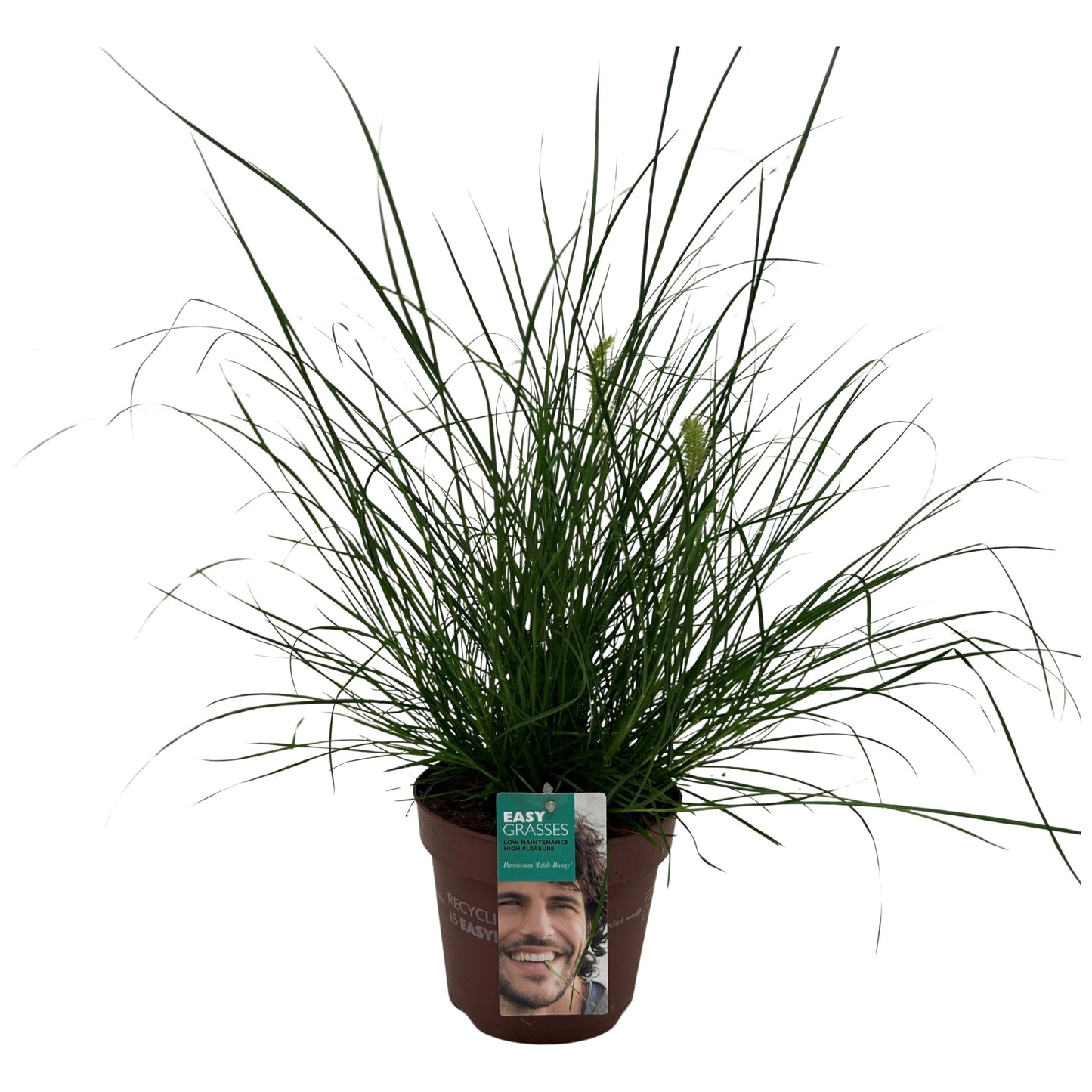 Pennisetum Little Bunny 45cm 17cm Pot
