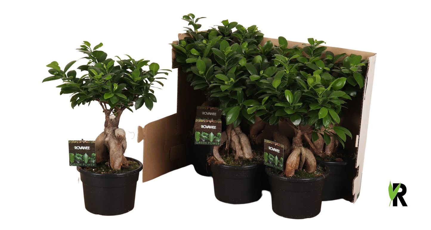 Rovawee BV Ficus Ginseng Pack of 6