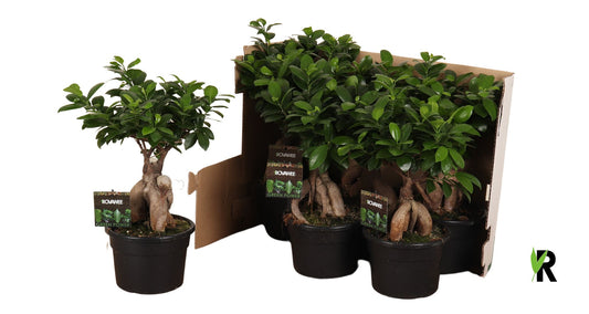 Rovawee BV Ficus Ginseng Pack of 6