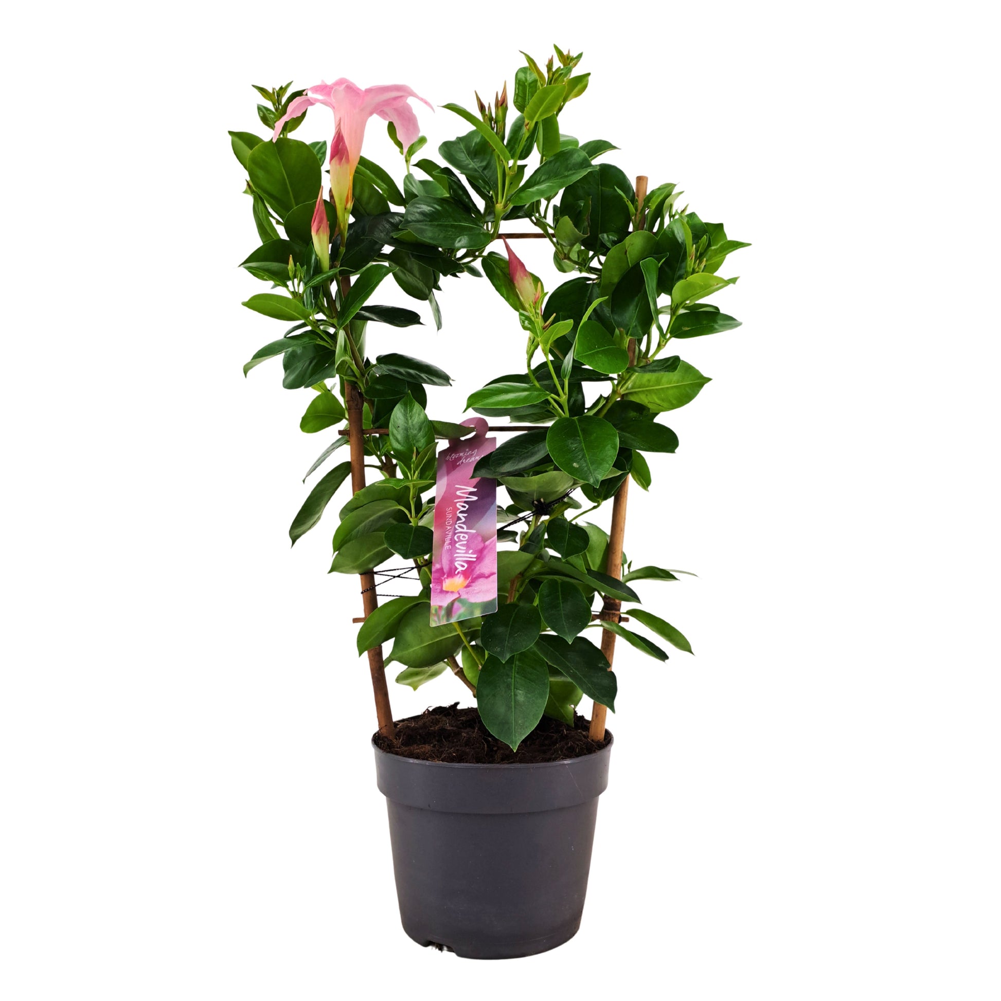 Mandevilla Cream Pink 40cm 13cm Pot