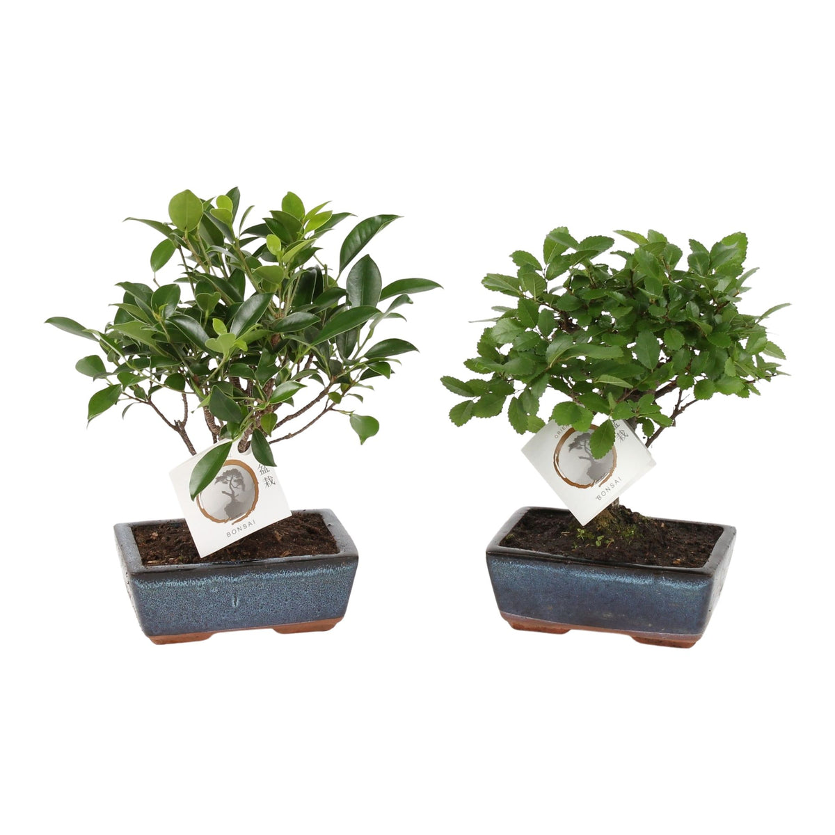 Bonsai mix 20cm 15cm Pot